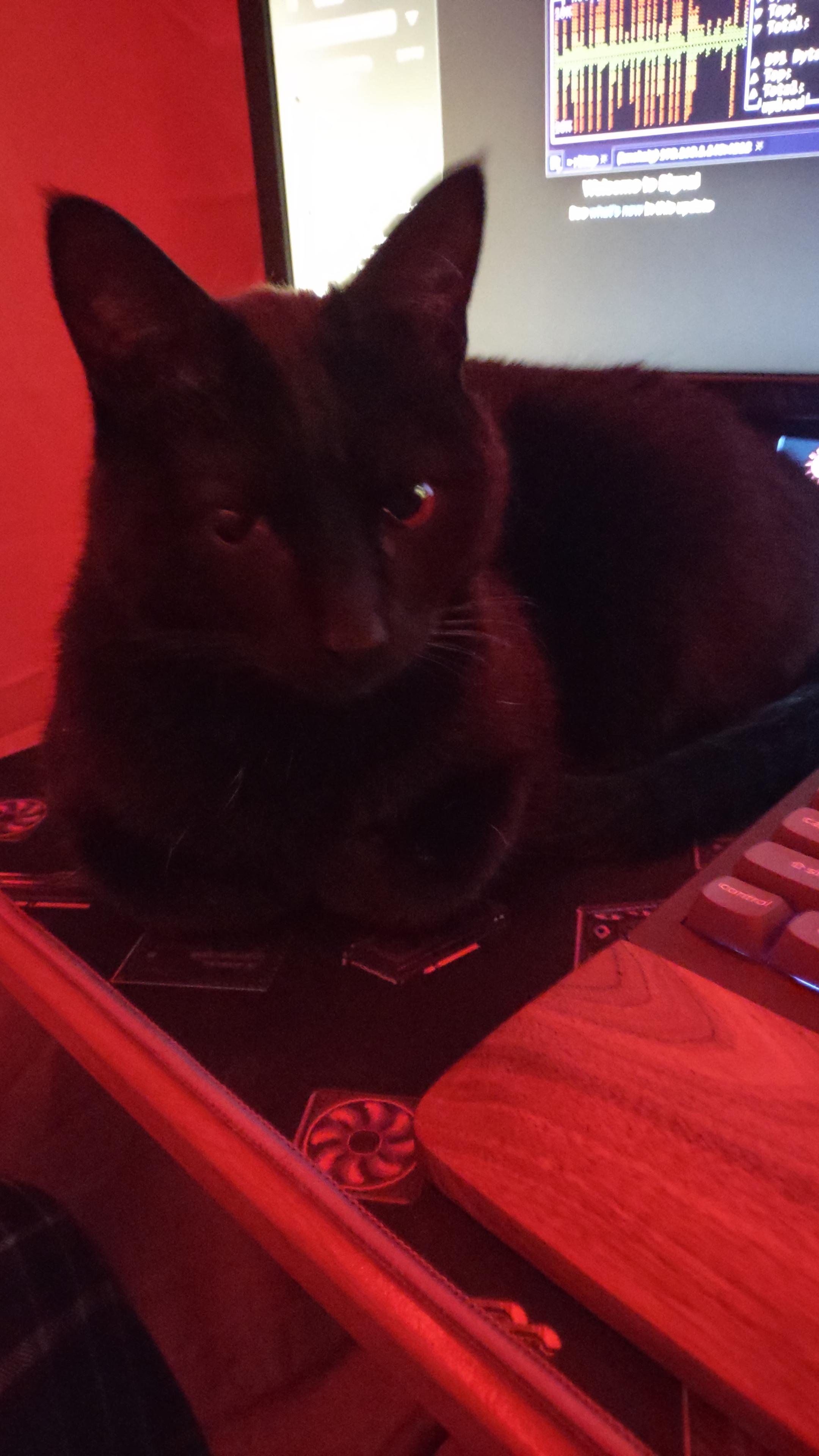 A black cat loafing on a desk. She is looking at the camera and there is a computer monitor visible behind her upper right, and a wooden wrist rest and a corner of a keyboard entering the frame from the lower right. The room is lit in red light.