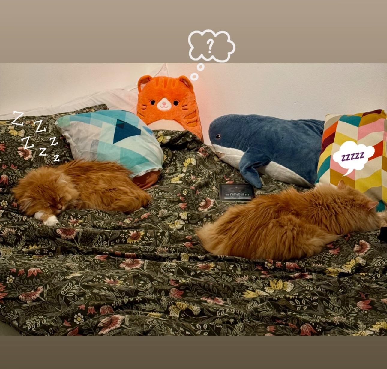 Two cats sleeping on a floral bedspread with a plush cat in the background. The plush cat has a thought bubble above its head asking "?" and the real 2 cats have 2 speech bubbles with "ZZZZ".