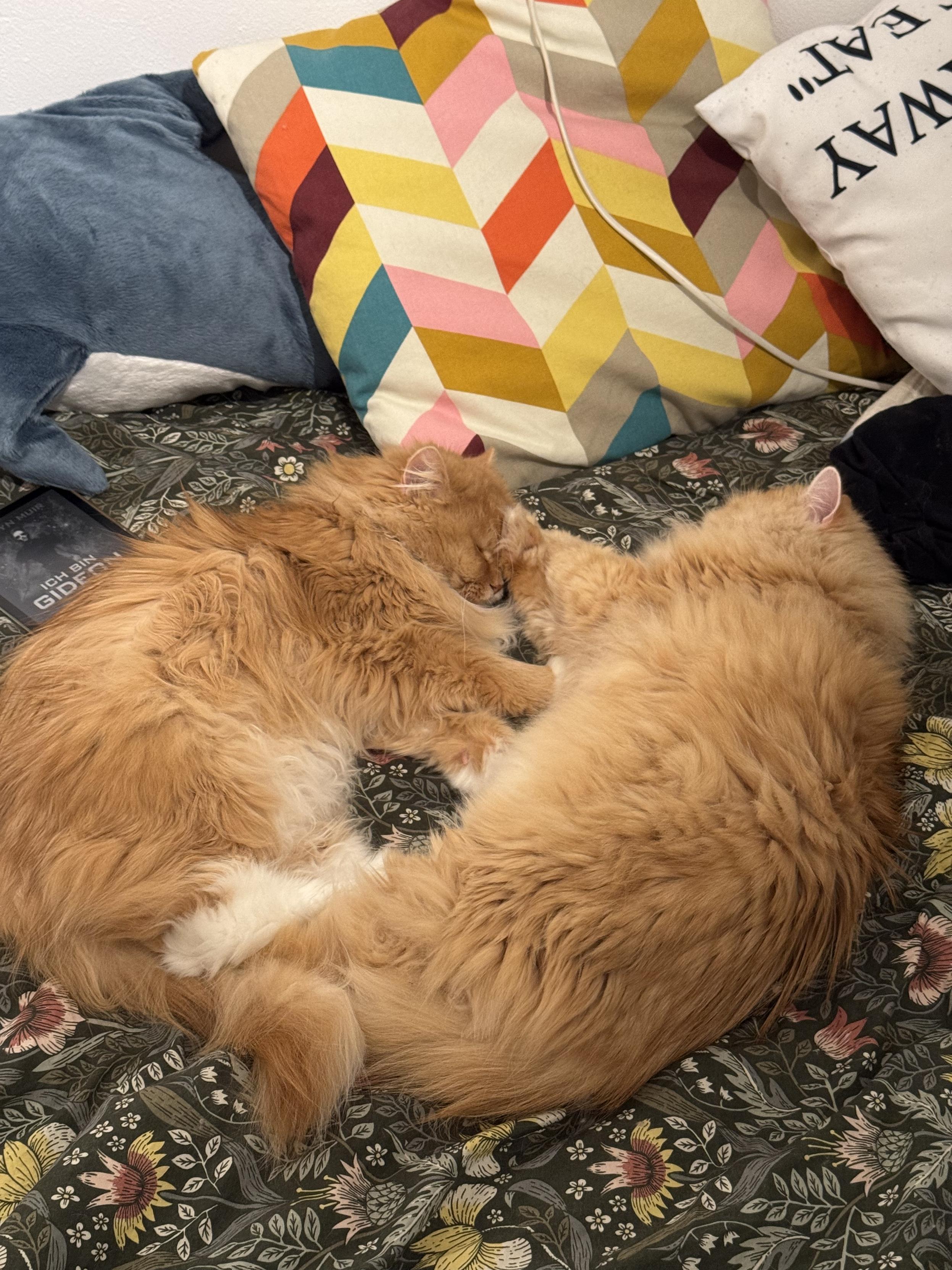 Two orange fluffy cats sleeping close to each other on a bed, surrounded by colorful pillows and a patterned bedspread