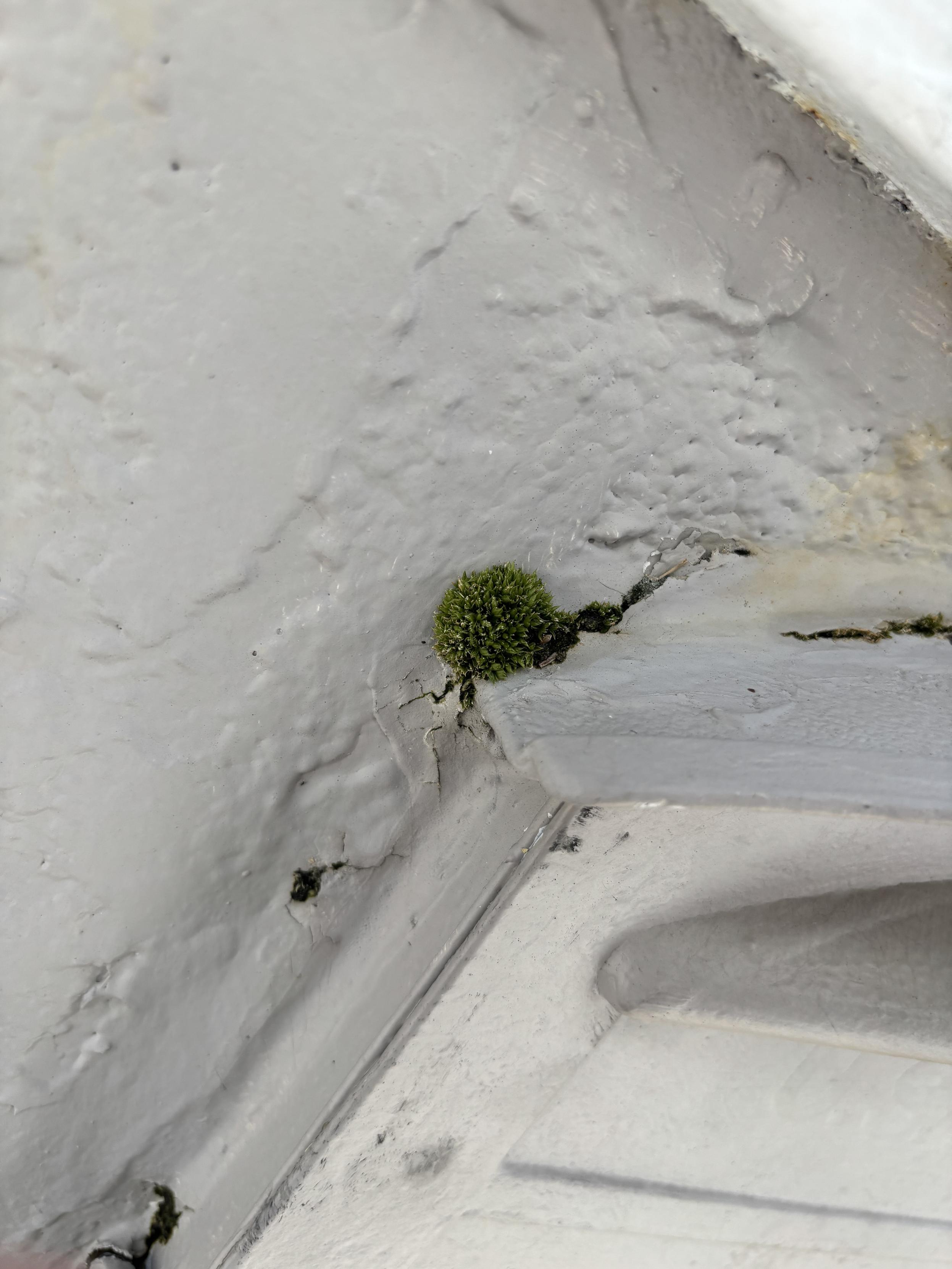 A tiny green moss growing out of the crack between a mailbox and its foundation.