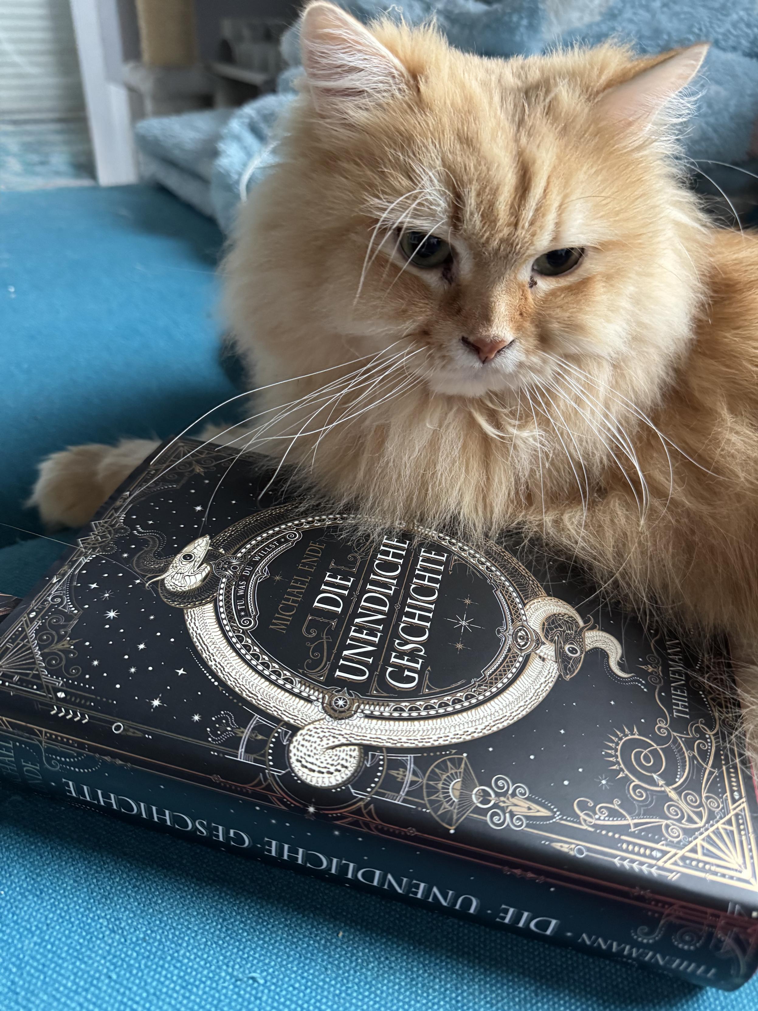 A fluffy orange cat resting next a large black book. The book title is „Die Unendliche Geschichte“ (Neverending Story) by Michael Ende