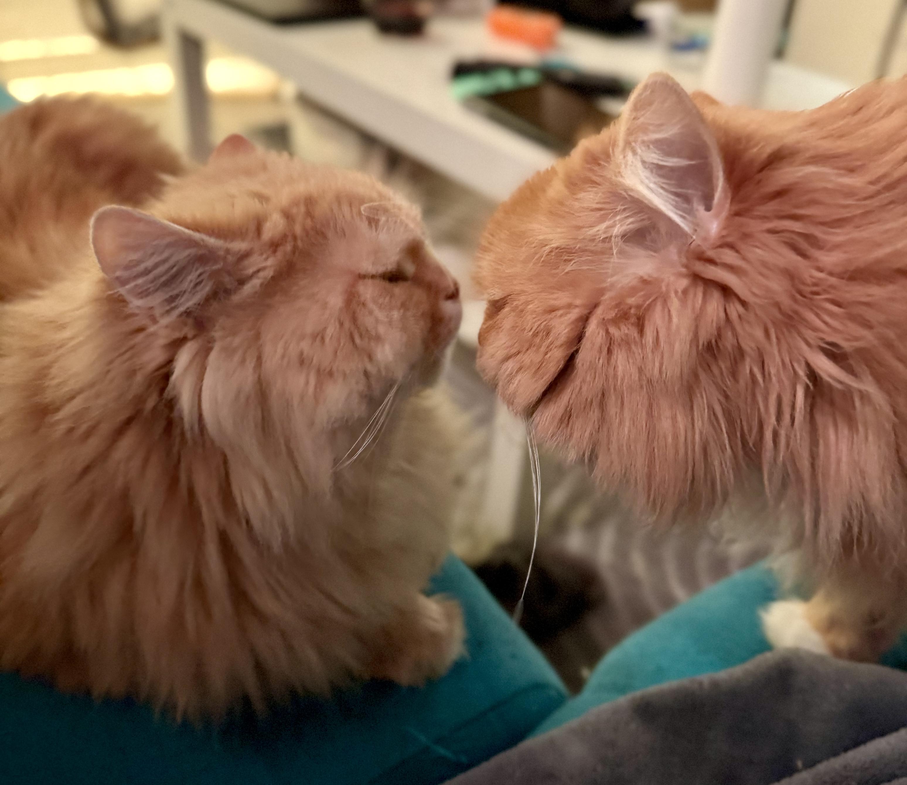 Two orange cats are close to each other, with one cat appearing to nuzzle or sniff the other.
