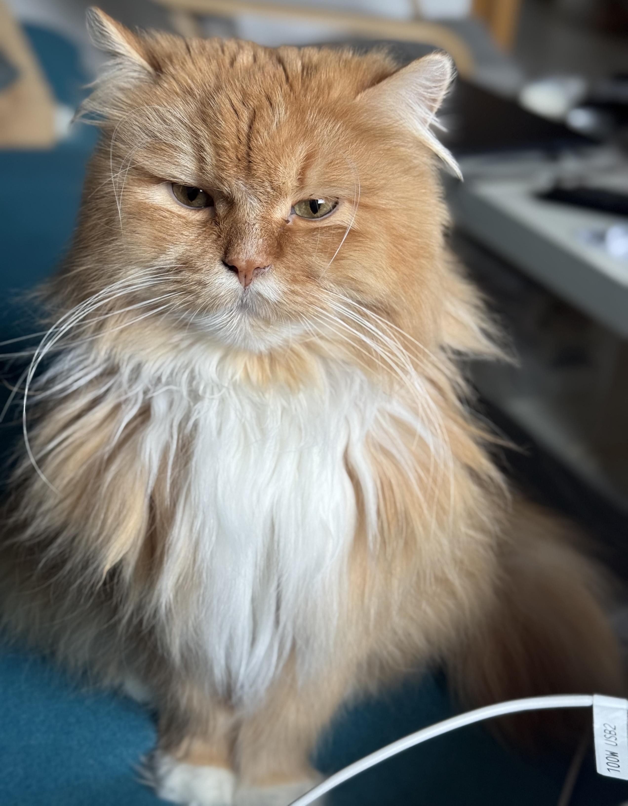 A fluffy orange and white cat with a serious expression sitting on a couch