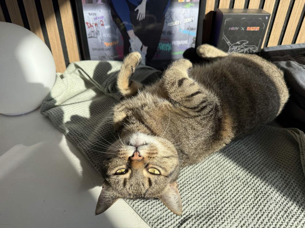 tabby cat lying on its back with its head turned slightly upside down, basking in a patch of sunlight. The cat is on a textured light-colored blanket or fabric, and there are some objects, including boxes and a poster, in the background. The setting appears to be indoors, near a window or light source. The cat looks relaxed and cozy.