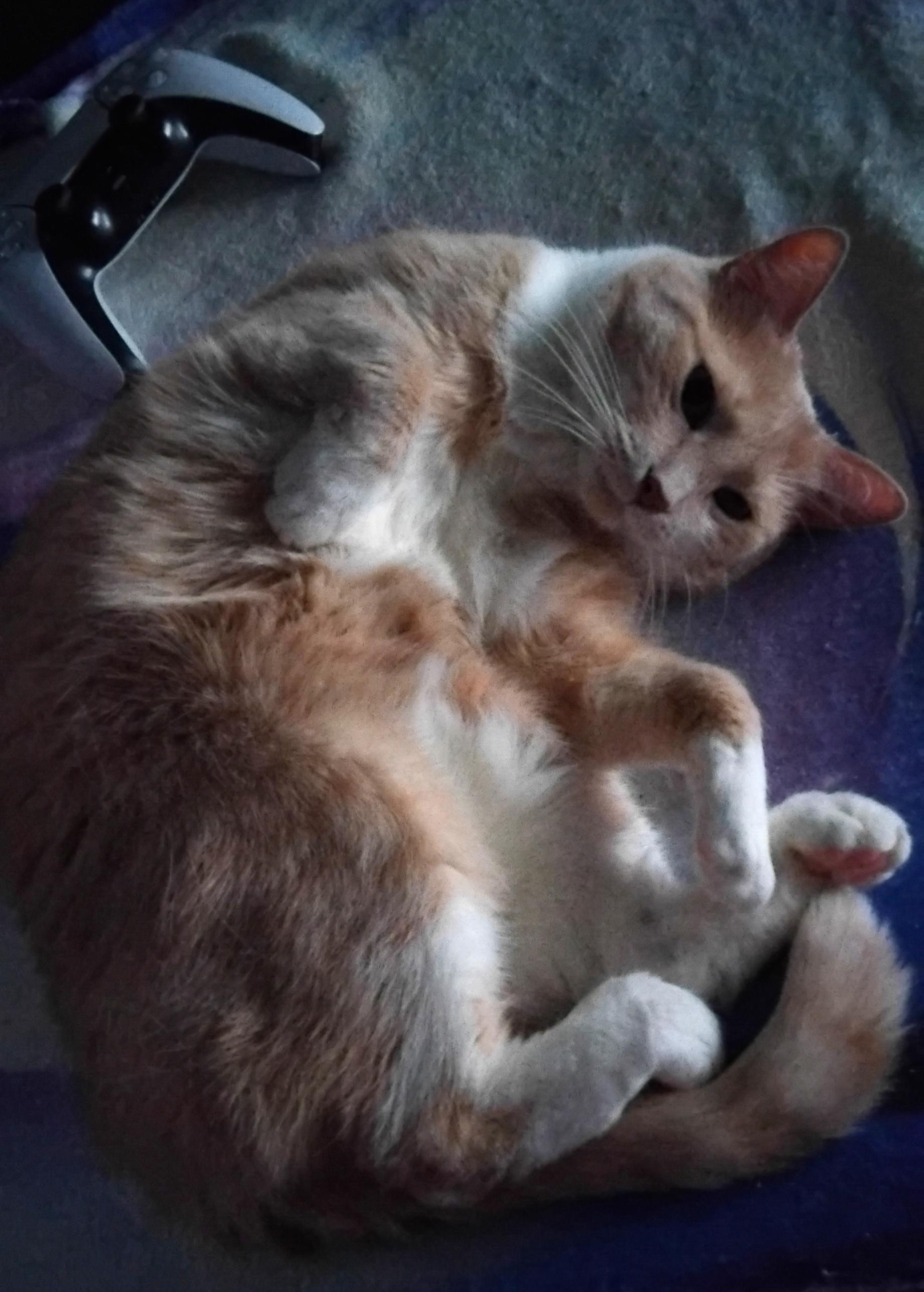 A ginger cat resting on a sofa. She is lying on her side, in a slightly curved position, while looking at the camera.