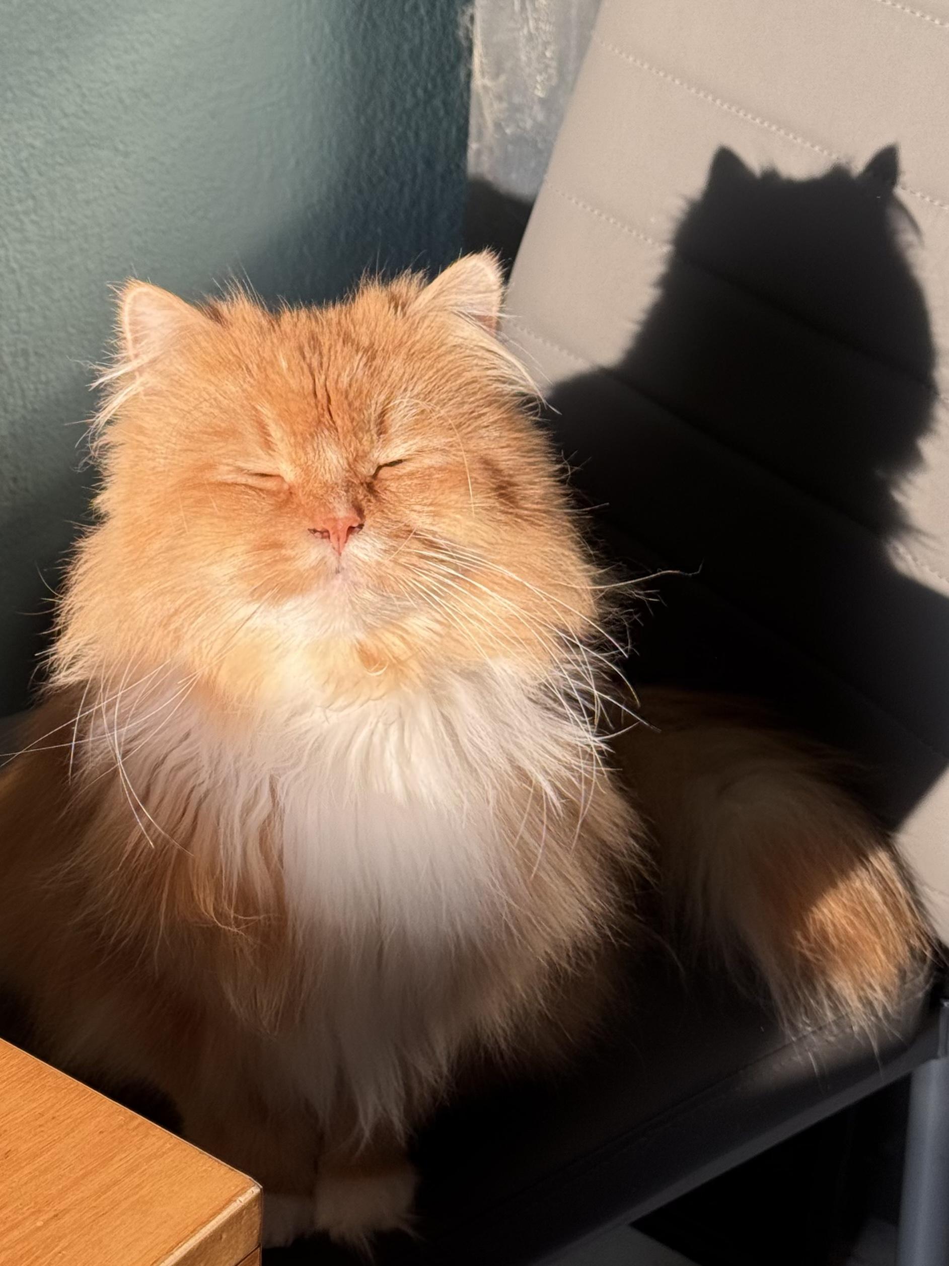 A fluffy orange and white cat with closed eyes sitting on a black chair, casting a shadow on the wall behind.