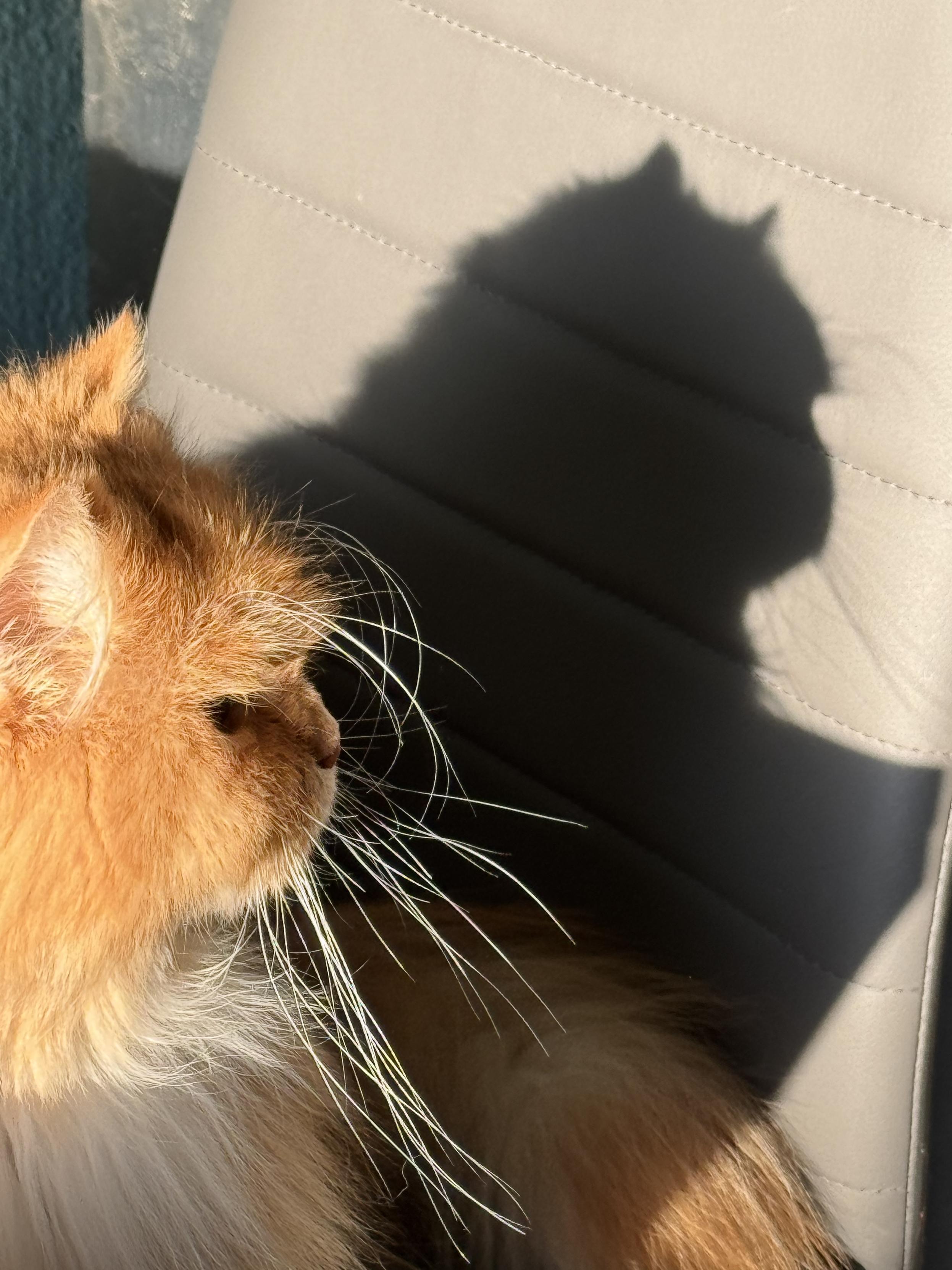 A close-up of an orange floofy cat with long white whiskers, sitting next to a shadow cast on a chair