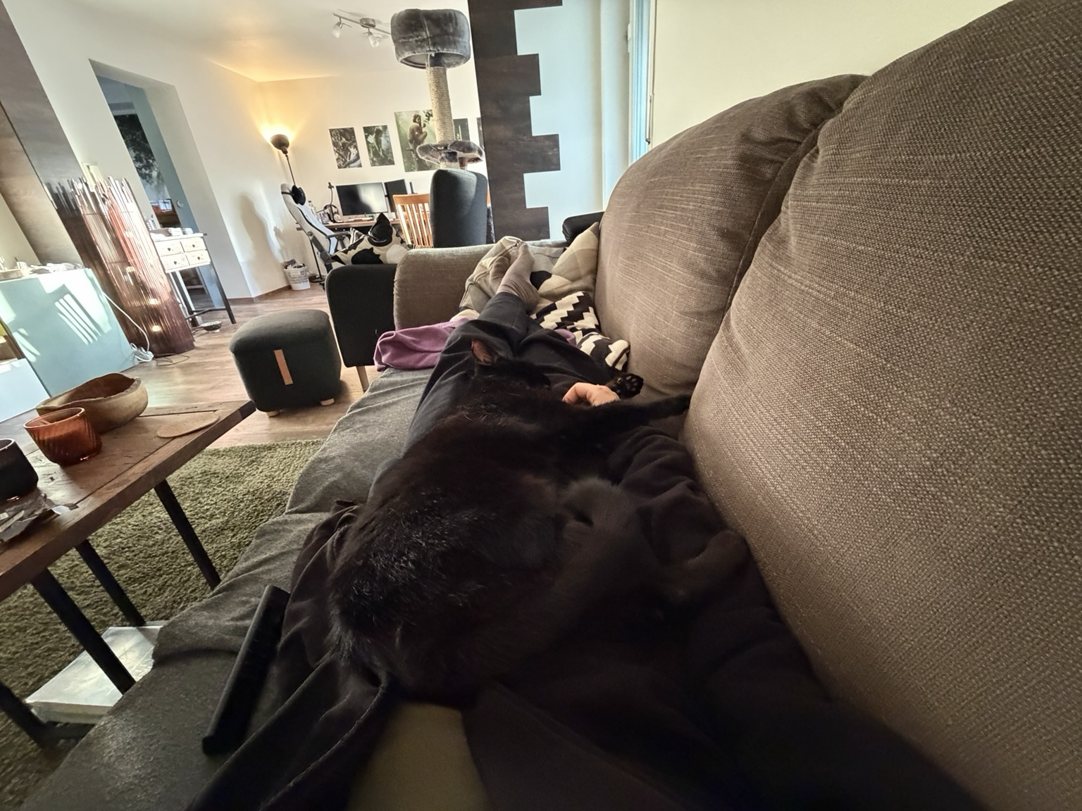 A black cat sleeping on his side on my lap while I lie on the couch.